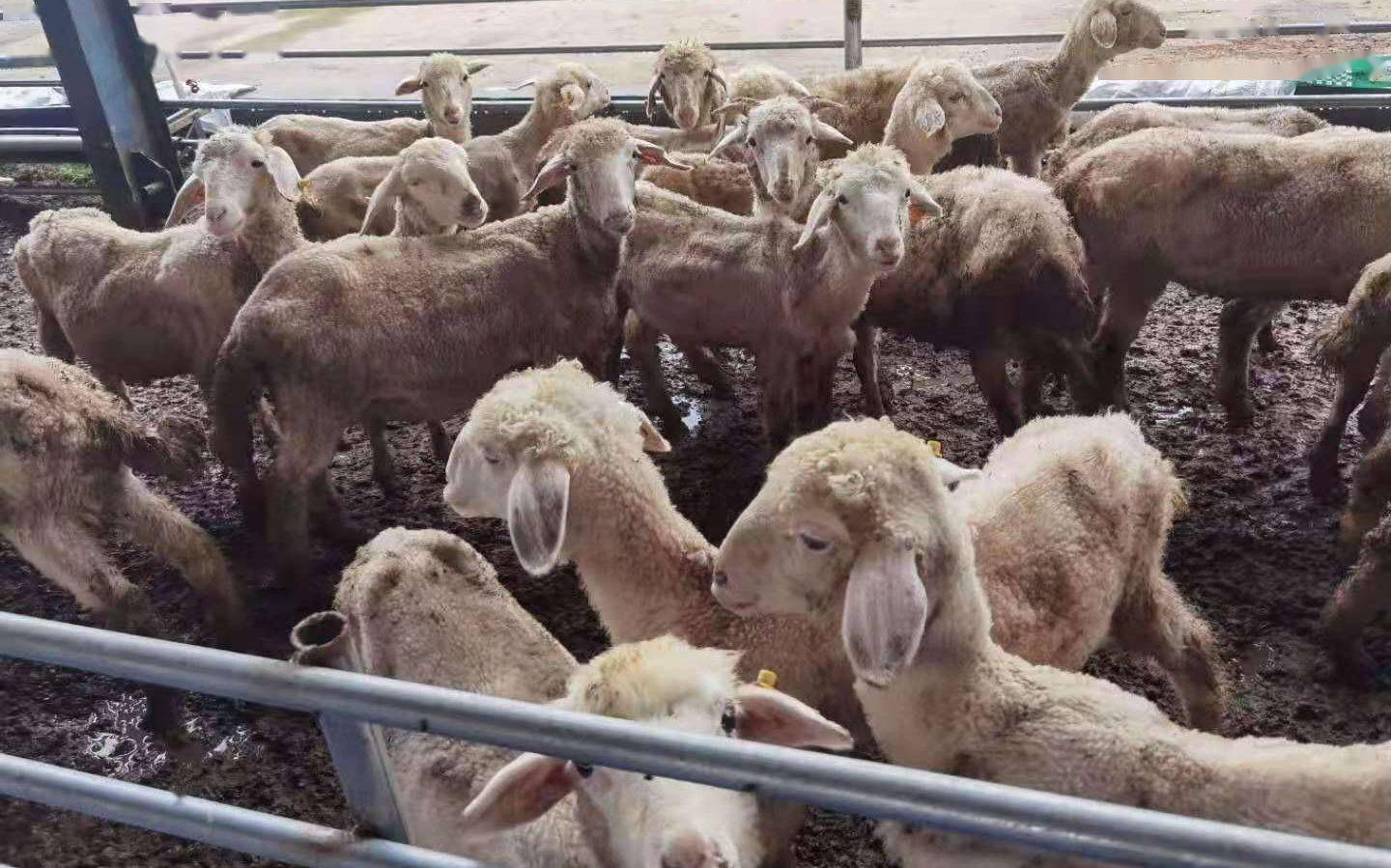 洪涝灾后 如何做好肉羊场疫病防控?