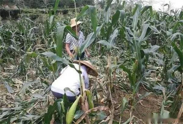 就爱糟蹋粮食,已在湖北成灾害,现陕西缩短禁猎期,农民叫好