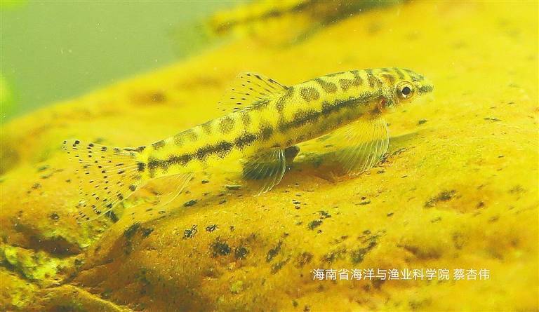 闻名识鱼