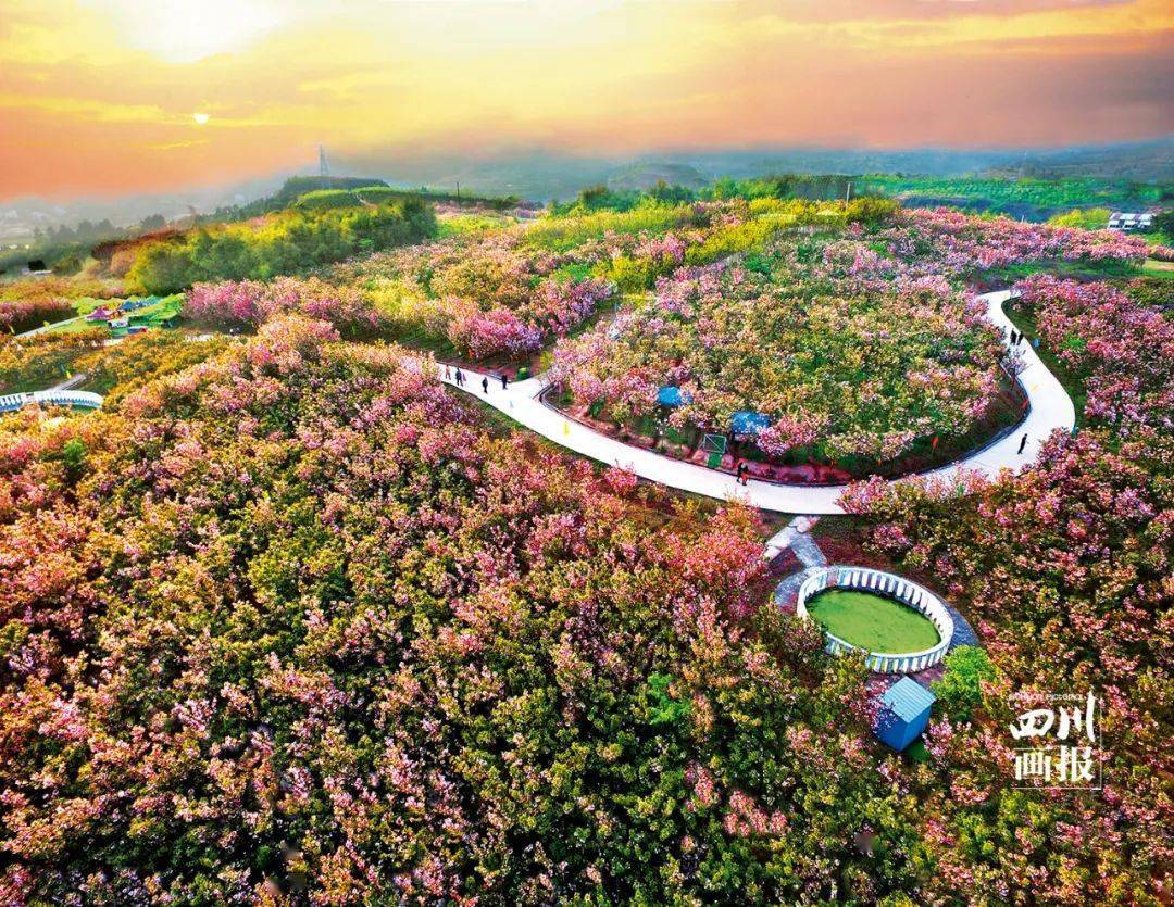 广安市岳池县白庙樱花基地春色醉人(郑继明 摄)