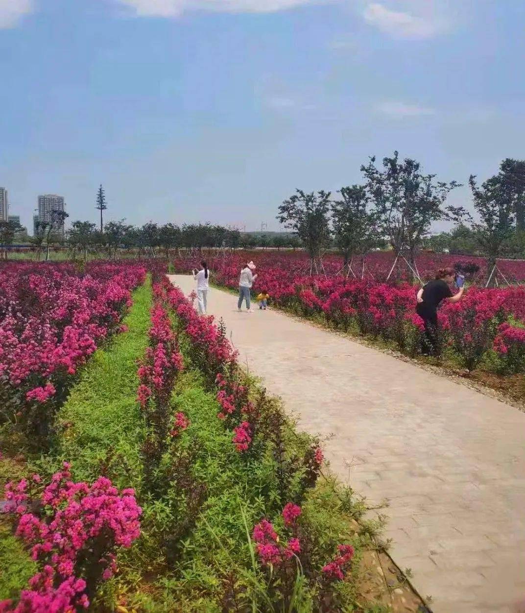 位于景区丰祥湖边的天鹅绒紫薇花园 成为夏季景区的一道靓丽的风景线