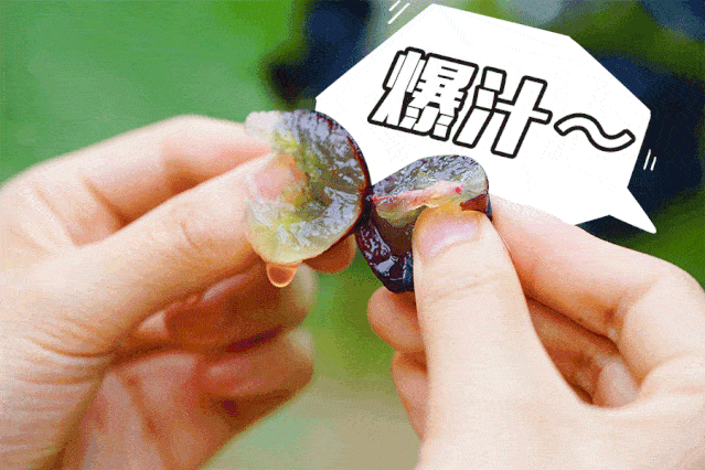 清江葡萄新鲜上市!