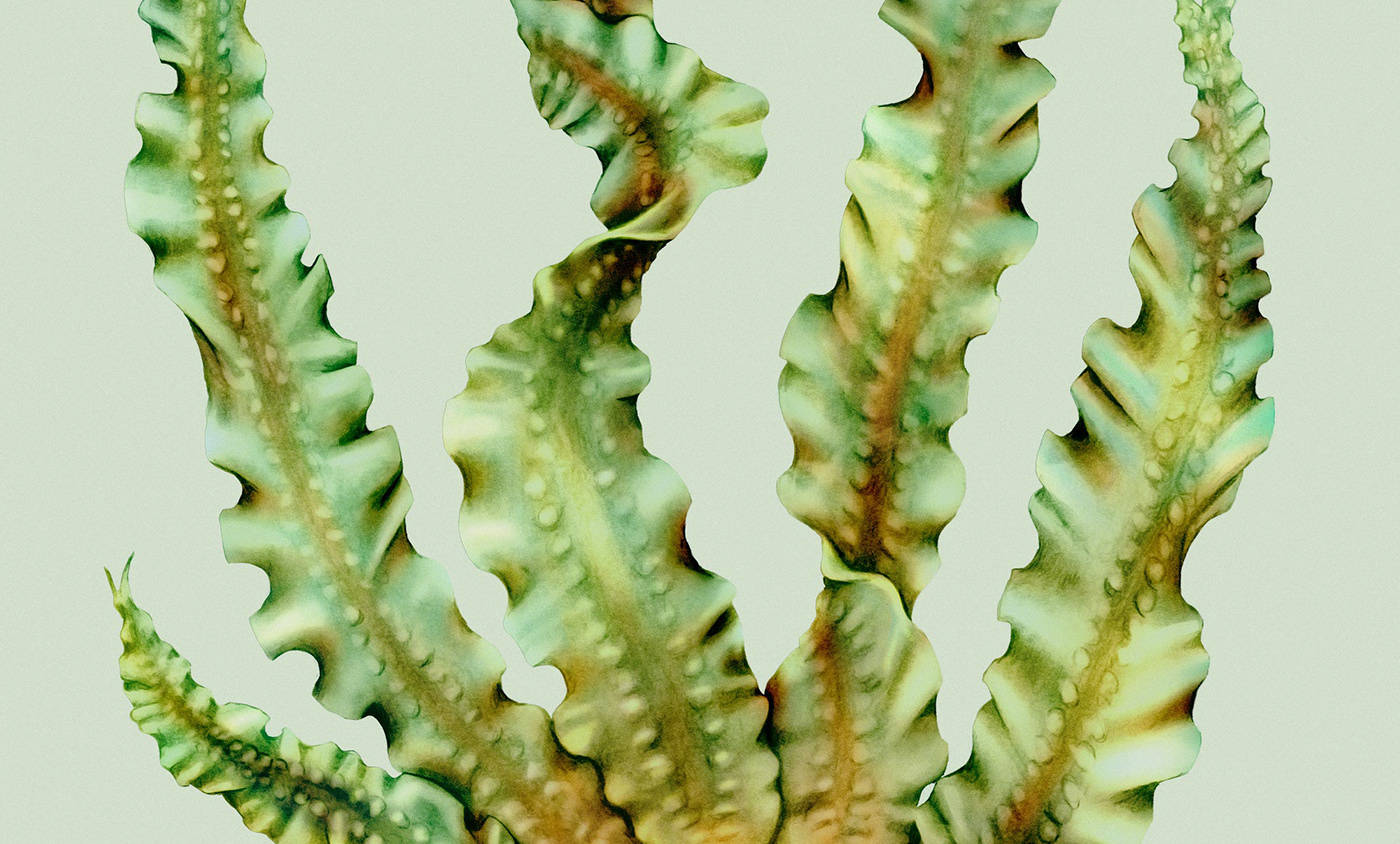 Seaweed|平面设计 | Sjy Seaweed 海藻素食品牌形象设计