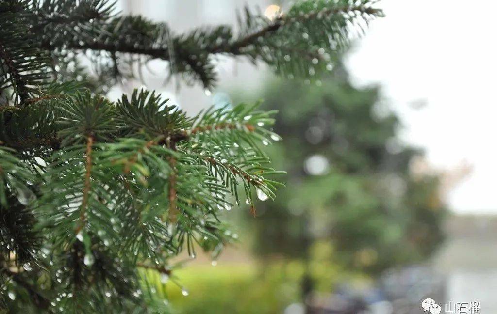 夏雨 (网络图片)  夏雨落在草地上,淋湿翘首期盼的小草,朦胧了记忆的