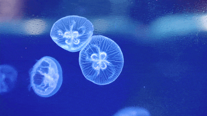 海昌暑期大促,直降700!