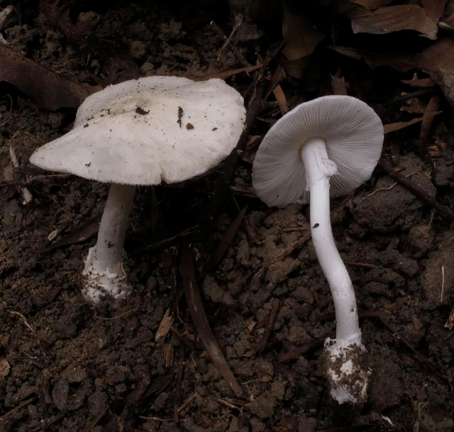 预警:野外的蘑菇不要采