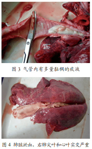 呼吸系统是该病的主要侵害器官系统,剖检见气管内存有大量黏稠的脓性