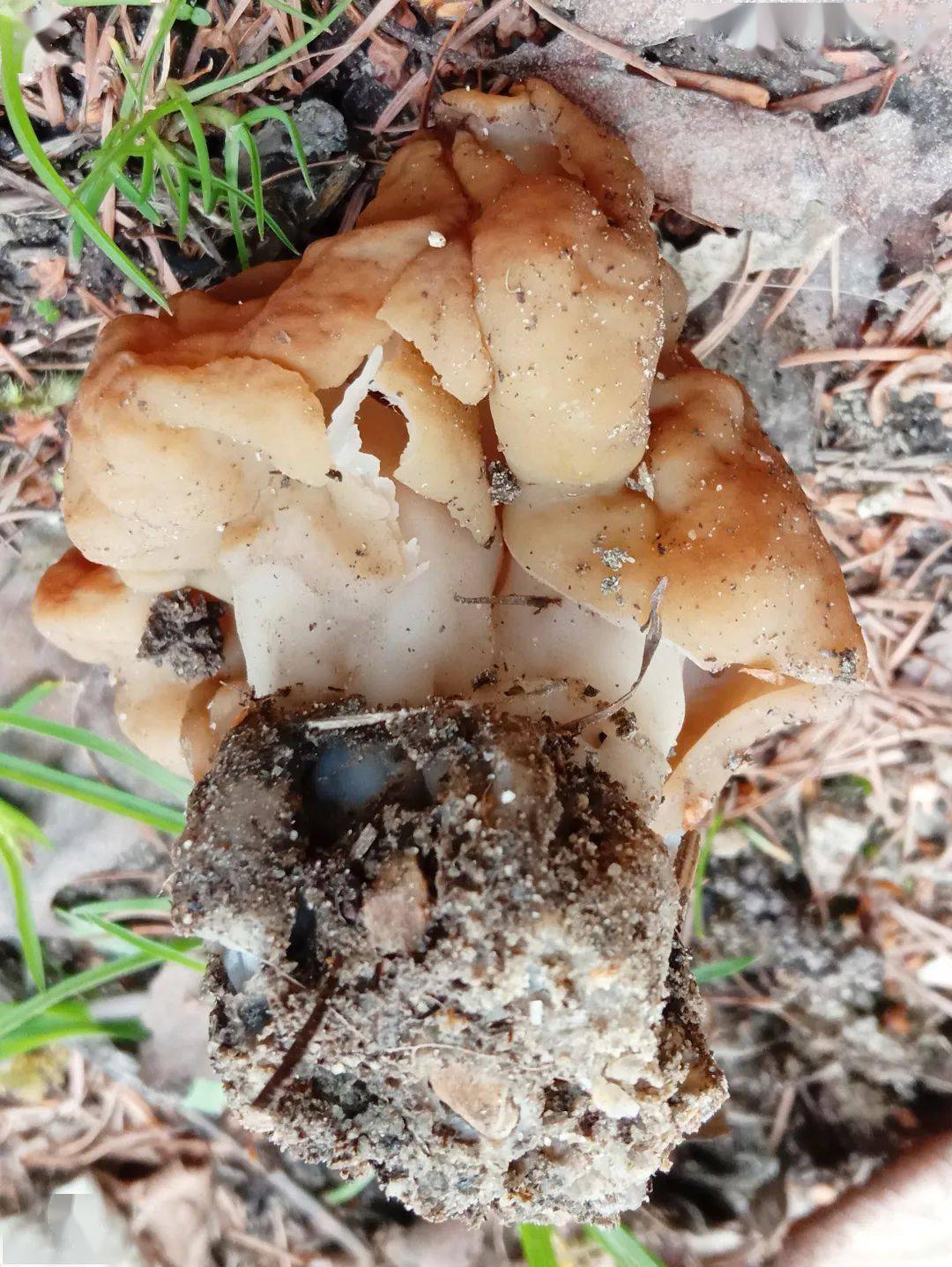 最强野生菌(不)食用指南