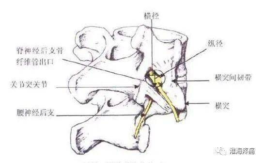 腰痛之腰脊神经后支痛