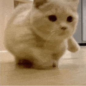 最丑的布偶猫长这样?网友:哈哈哈哈救命啊!