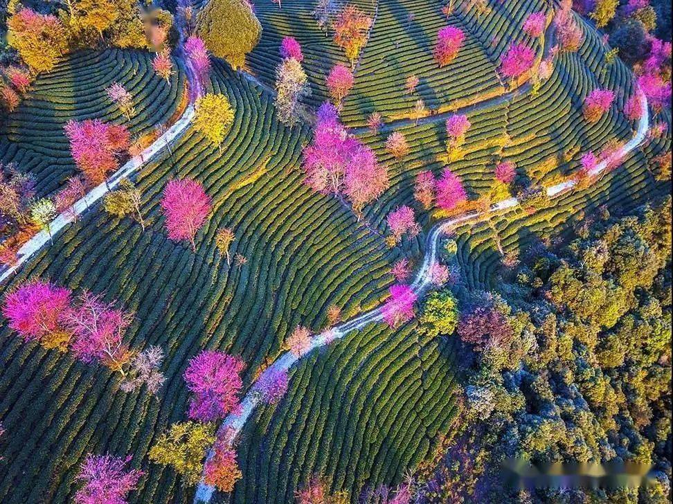 【全国招募】彩云之南之无量山樱花谷 腾冲银杏 和顺古镇 诺邓古村