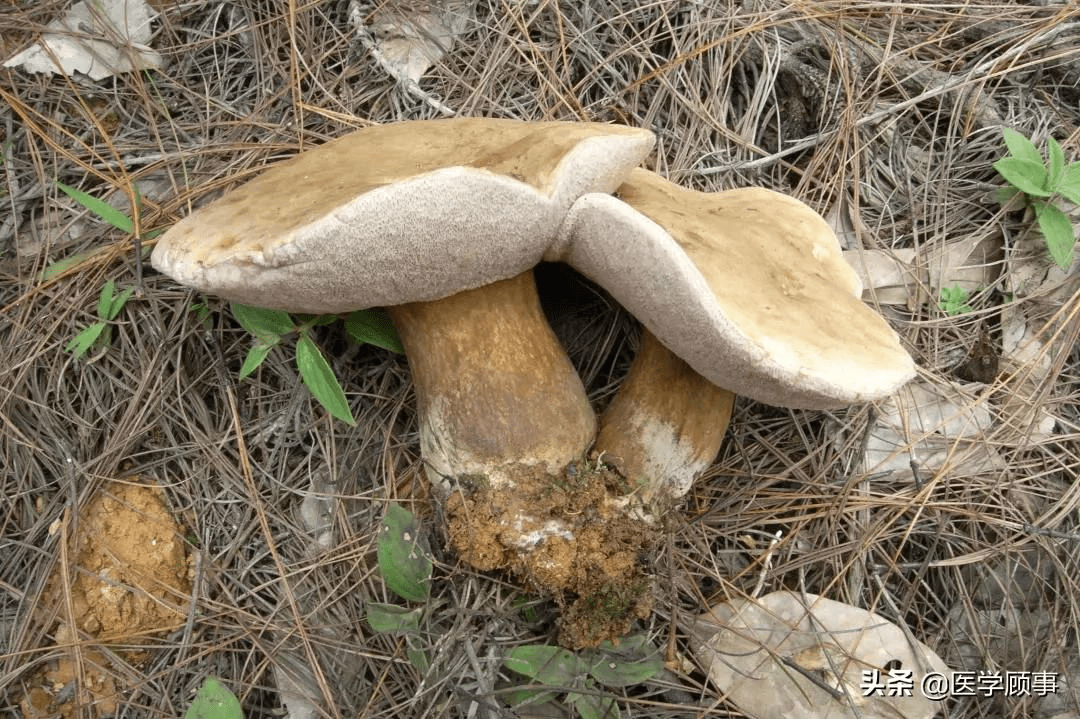 最强野生菌不能食用指南