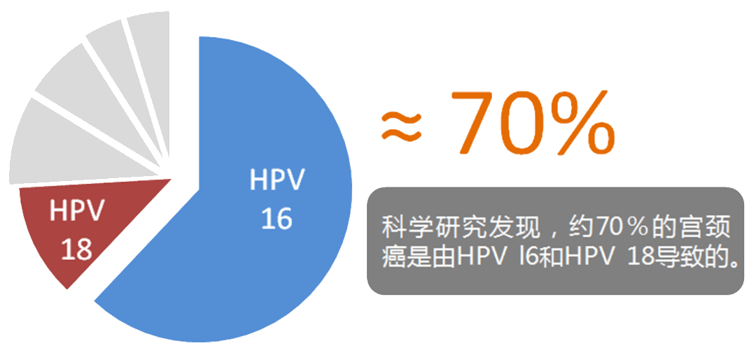 与人类癌症相关的高危型hpv有12种,分别是:  16,18,31,33,35,39,45,51