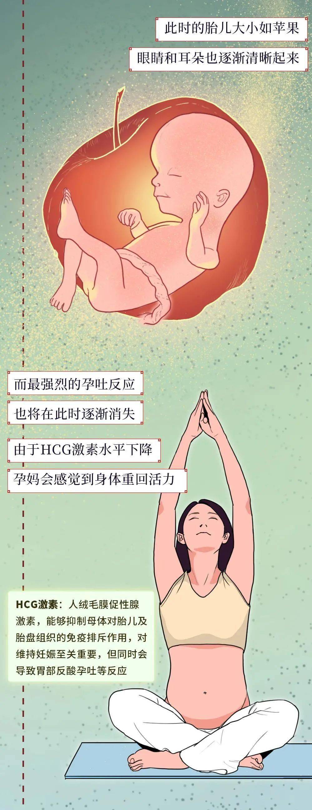 一个新生命的诞生过程!一组漫画揭秘,宝宝被孕育的整个过程