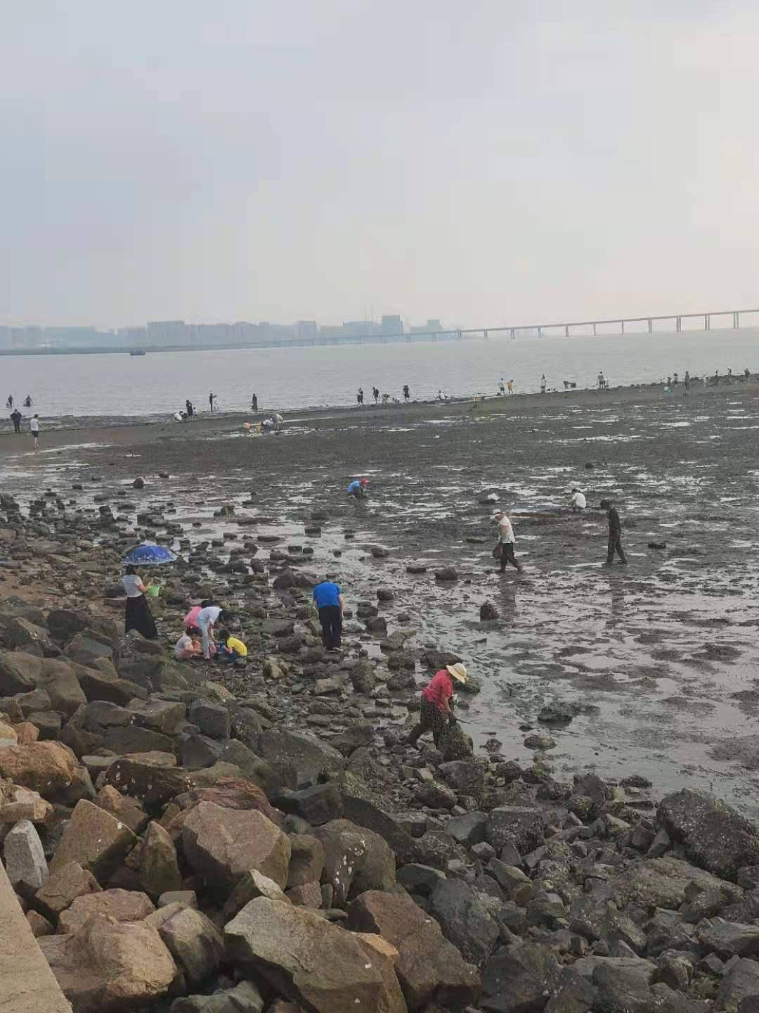 白泥地公园赶海记遇到对的人总算没有空手而归