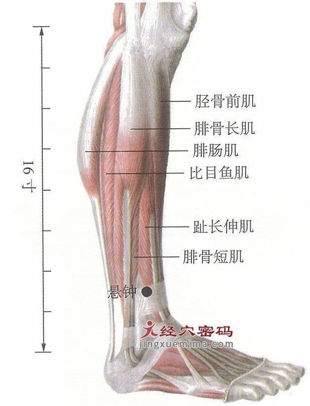 按摩悬钟穴,强筋健骨