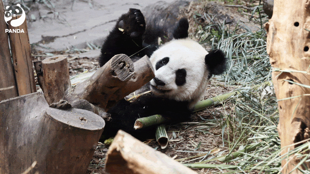 word微笑,你明白就很好!