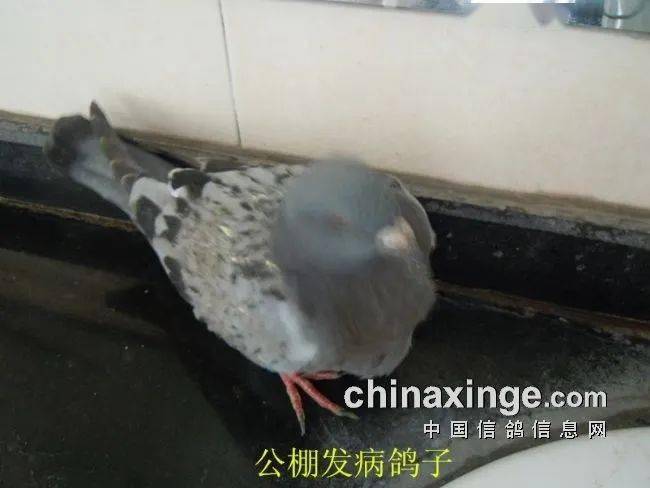 重症有突然死亡等情况,发现病鸽有张口呼吸,精神不振,头部羽毛逆立