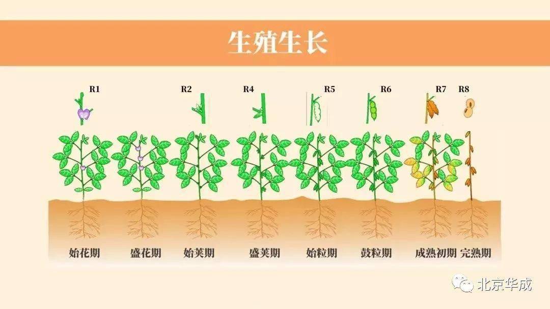 大豆的整个生长过程分3个生育阶段和6个生育时期.