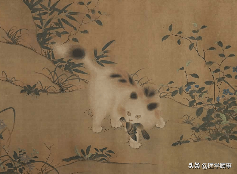 故宫博物馆里的猫咪