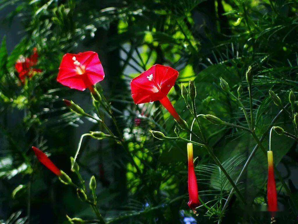 茑萝花开红五星