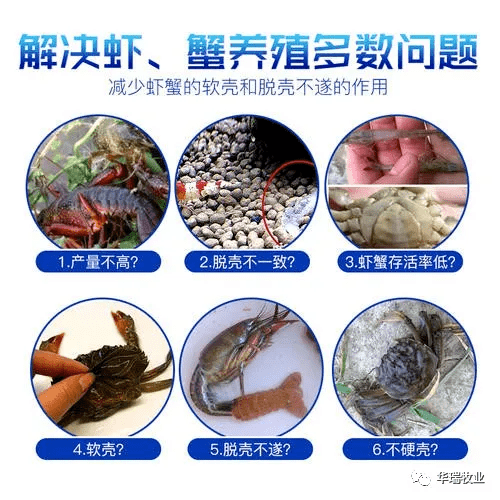 又到吃螃蟹的季节了,不要因为脱壳难影响了收益!