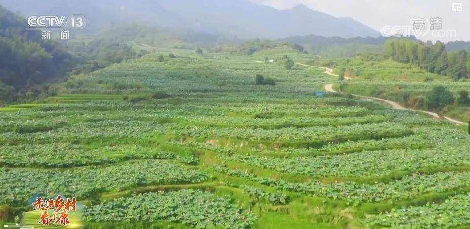 福建|【走进乡村看小康】福建建宁：水清山秀建莲美 赏花旅游促增收