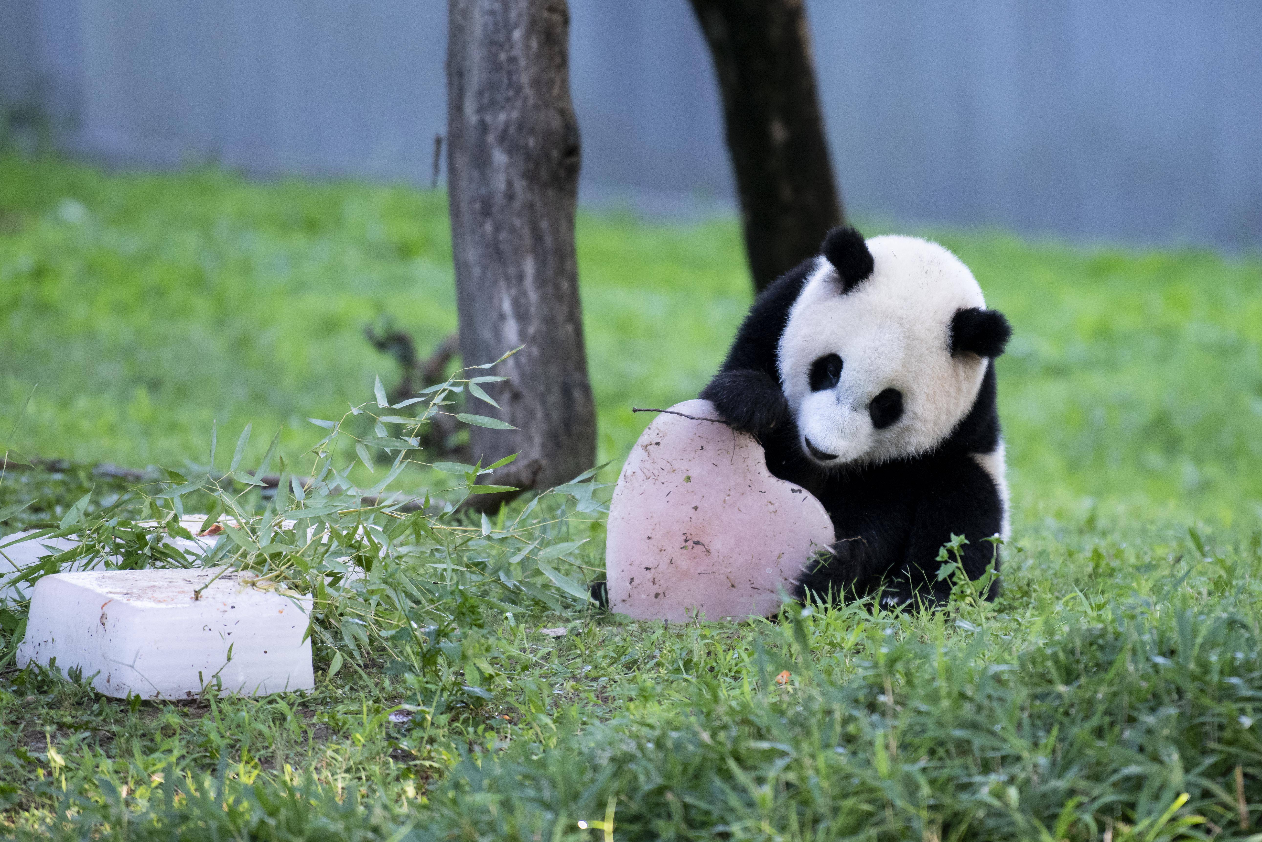 旅美大熊猫"小奇迹"迎来首个生日