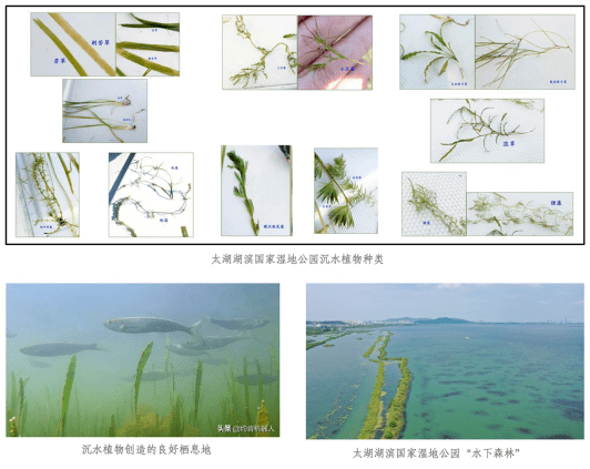 营造围堰并恢复植被,改善水文水动力条件,为湖泊沿岸带湿地生态修复