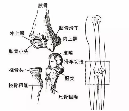 髁怎么读