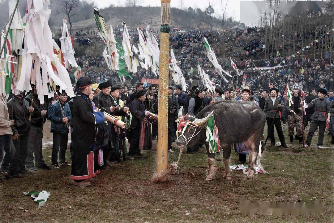 第8届"人类贡献奖"年赛(hpa2013)湘西苗族椎牛祭祖