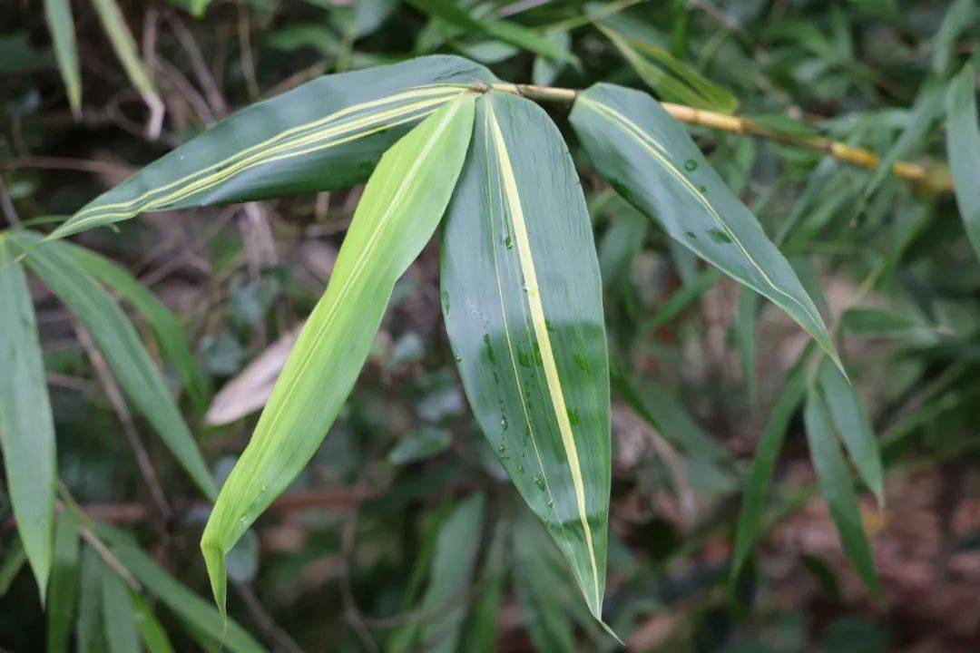 你见过竹子开花吗?四季花开的短枝黄金竹丨花颜鸟语