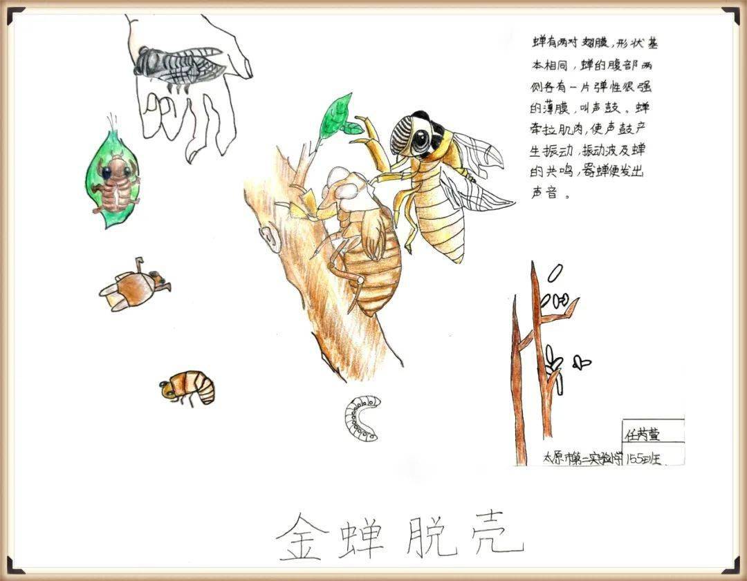 生物多样性看山西自然笔记大赛作品展七