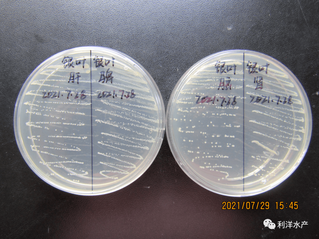 鱼类专题高温期注意中华乌塘鳢链球菌的防控