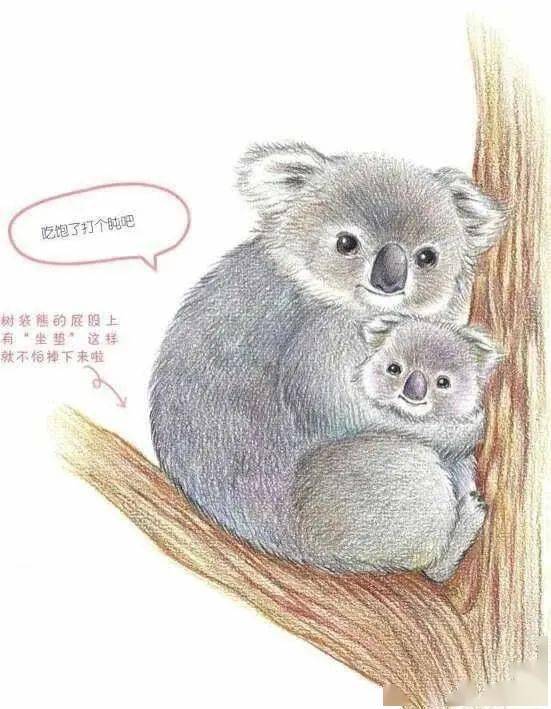 彩铅动物画 | 树袋熊妈妈抱着宝宝,彩铅动物毛发画面法