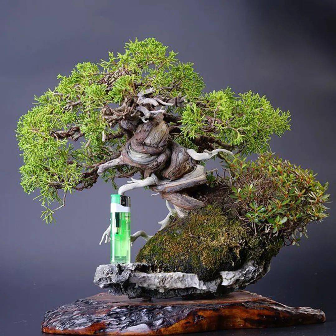 自带嶙峋苍老的松柏盆景,仅养1年就显现出岁月之美!