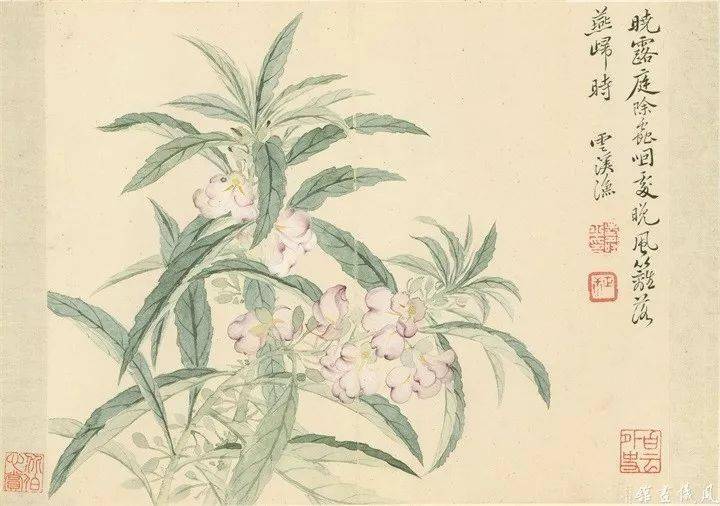 恽寿平最美的235幅没骨花鸟画