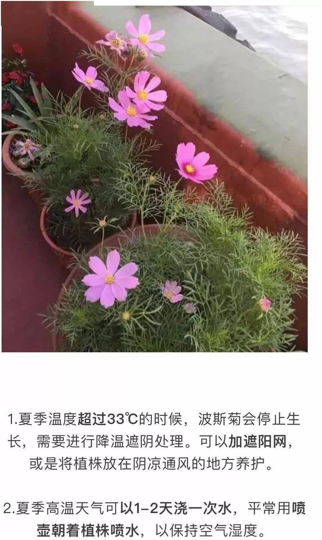 波斯菊