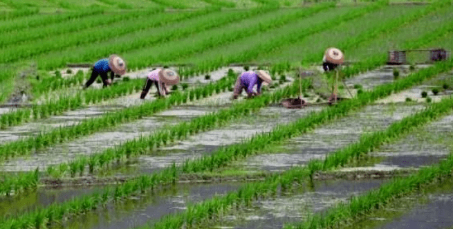 劳动播撒梦想,水稻种在我家——2020级4班水稻种植记录