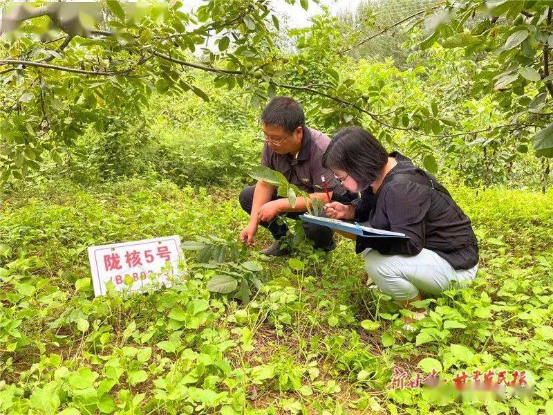 产业振兴中的核力量陇南市成县核桃产业发展纪实