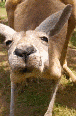 每日有趣gif图片人类幼崽大战绵羊幼崽