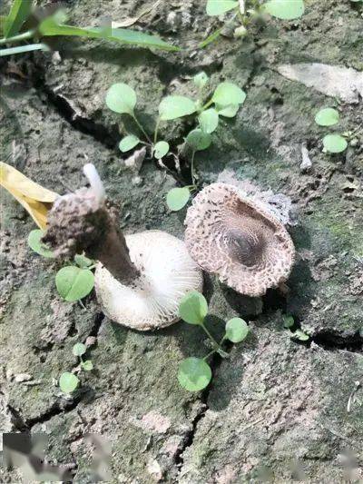 这是今年宁夏首次发生的两例食用野生蘑菇中毒事件. 患者
