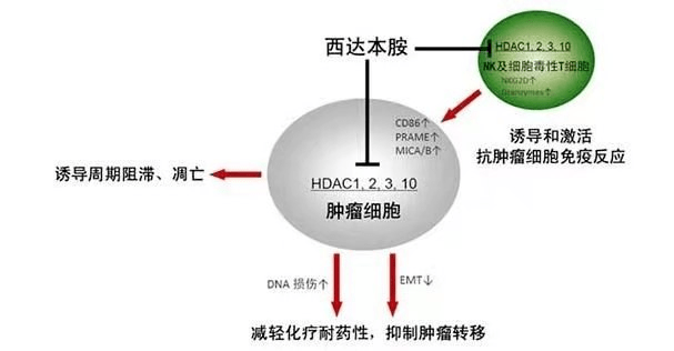 西达本胺在乳腺癌治疗中的应用从机制到方案一文讲懂