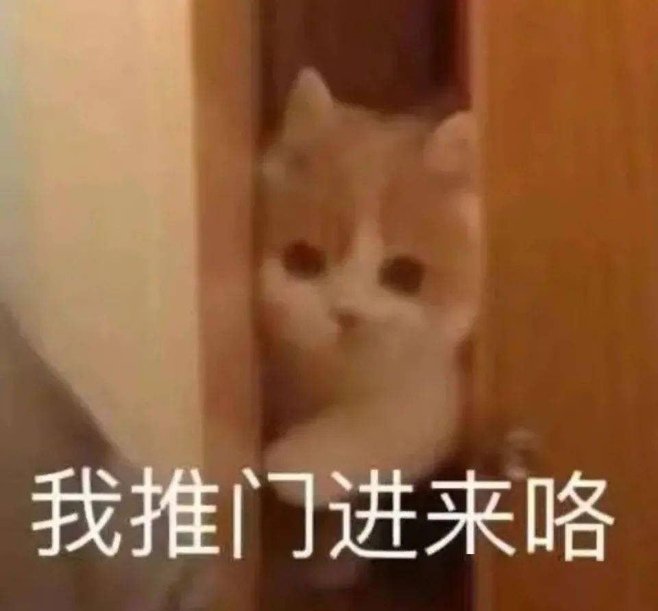 不正经出轨猫猫表情包超可爱