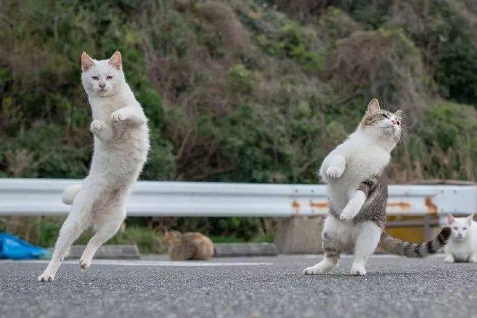 在街头拍到两只猫在打架瞬间,其中一只猫的表情,让人超想笑!