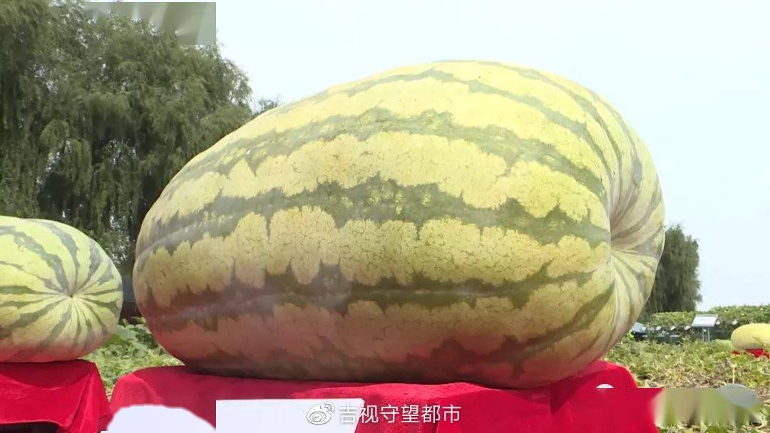 长春农业博览园巨型南瓜西瓜管理人员 张卫国