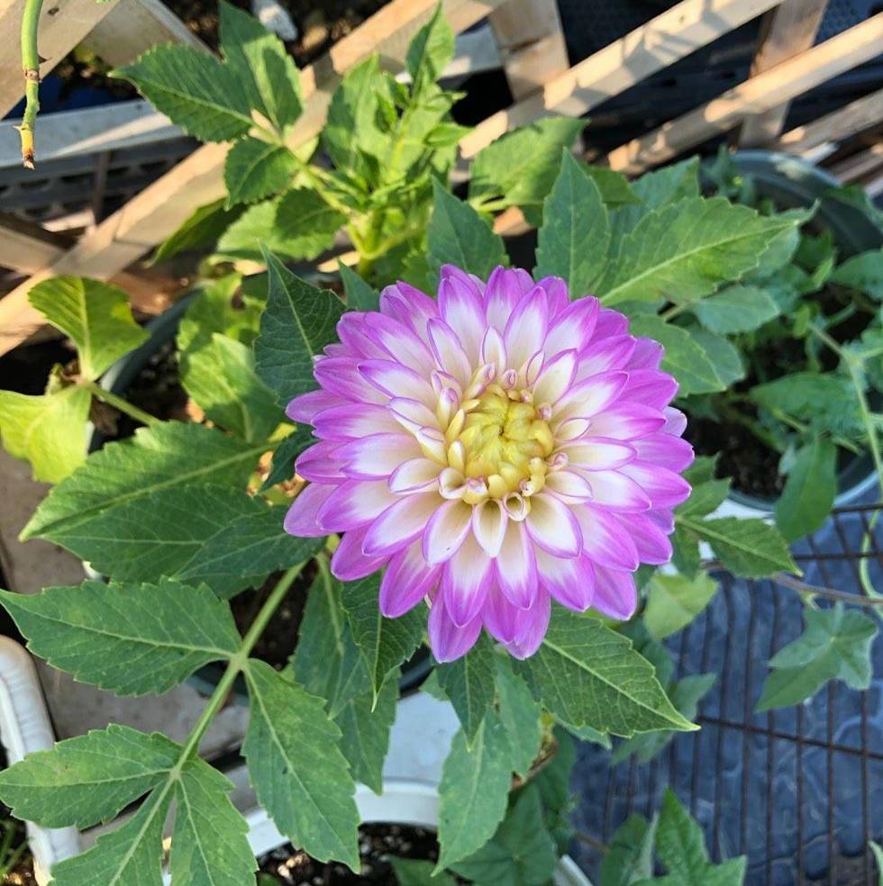 大丽花盆栽的种植方法,做好3步,一年两次花,花型大颜色美