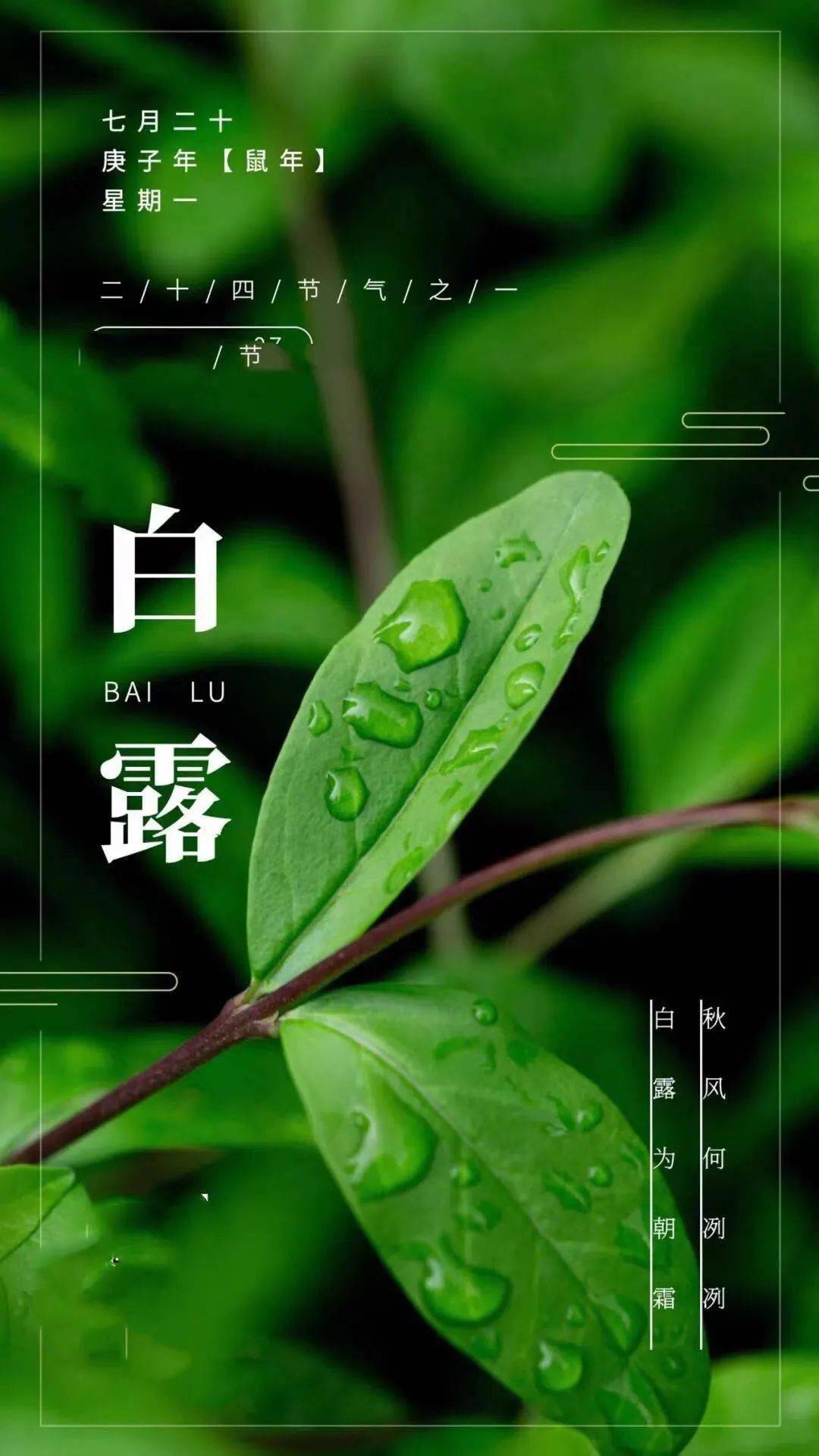 白露早安祝福语图片带字最新白露祝福签名