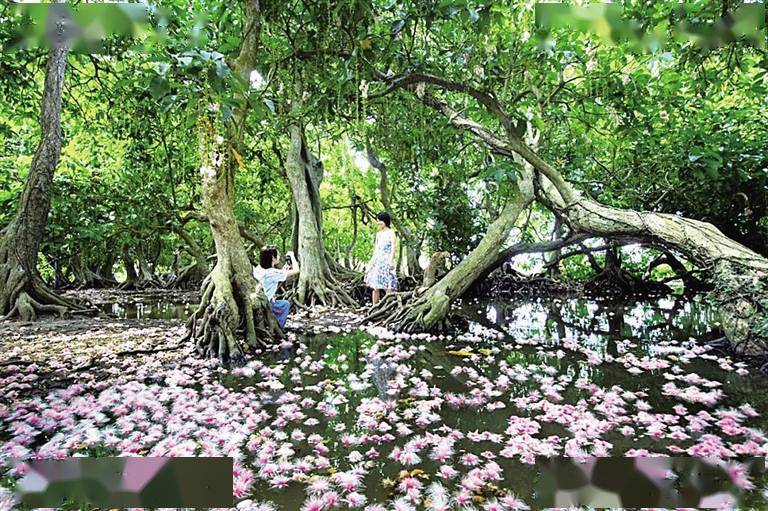 儋州中和镇七里村入选全国乡村旅游重点村_玉蕊花