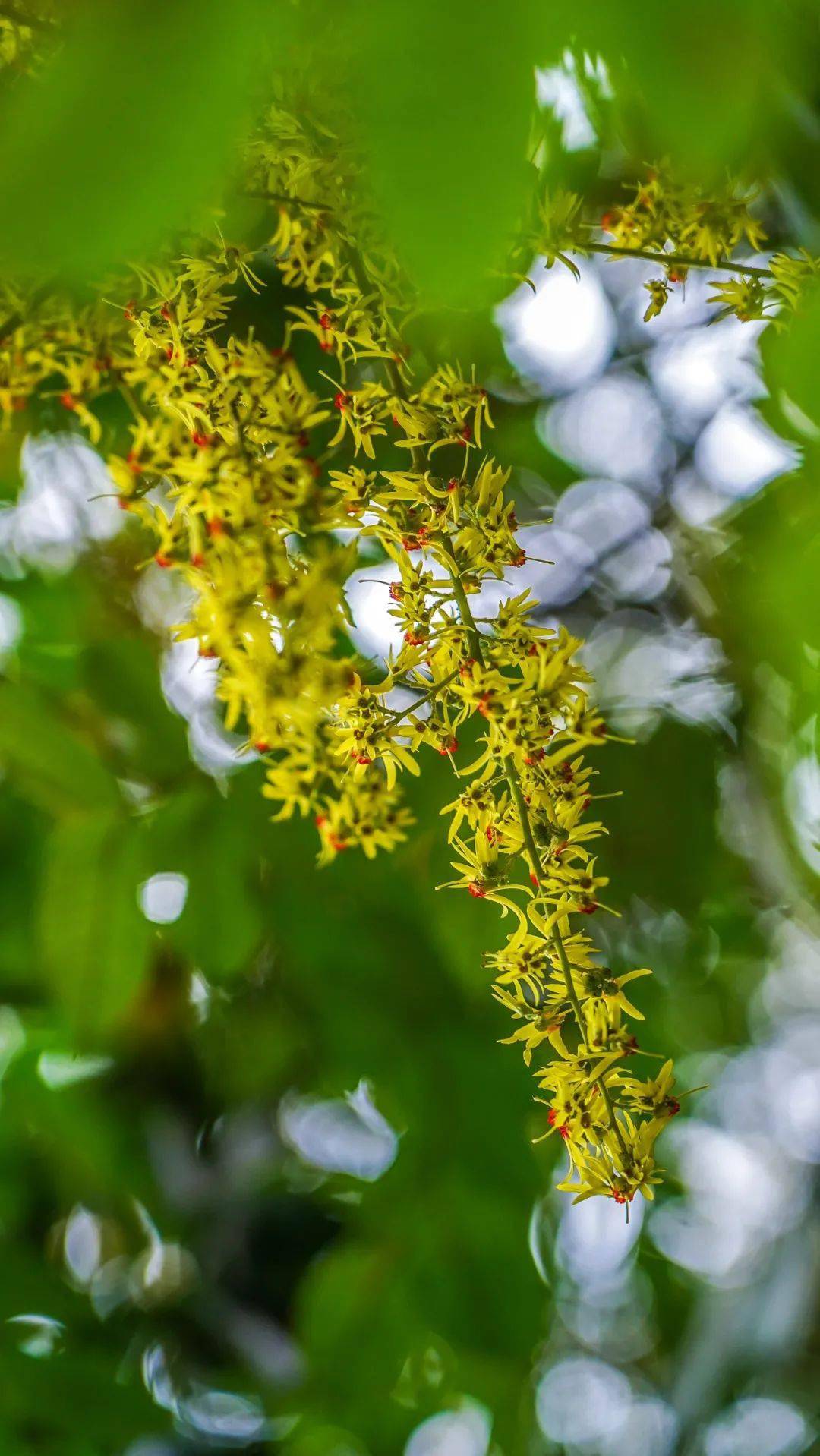 武汉的秋天,竟然在树上实现了"花海自由"